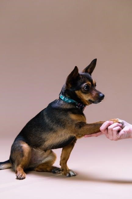 dog care training collar manual pdf
